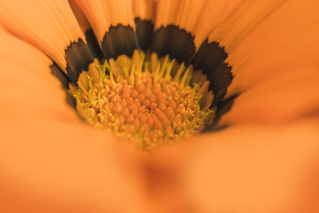 La fleur d’oranger : une odeur délicate et des vertus au service de votre peau
