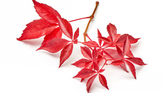 Pourquoi de la vigne rouge dans des cosmétiques au lait d'ânesse ?