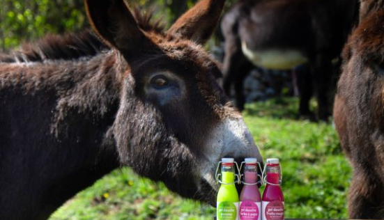 Lait d'ânesse dans la salle de bain : les indispensables de la beauté naturelle