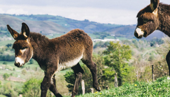 Le bien-être des ânesses : une priorité pour Au Pays des Ânes !