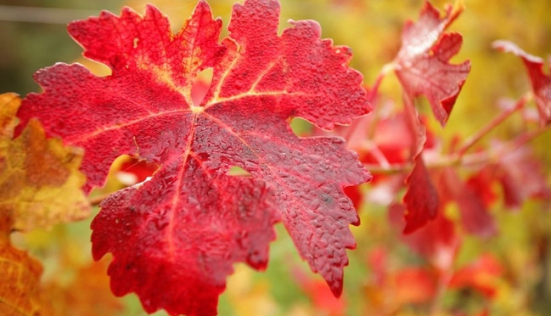 La vigne rouge : un ingrédient incomparable pour prendre soin de vous au naturel