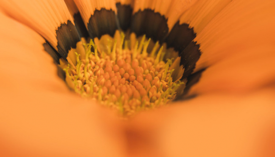 La fleur d’oranger : une odeur délicate et des vertus au service de votre peau